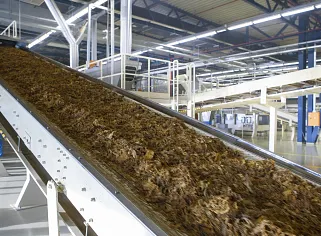 Tobacco processing