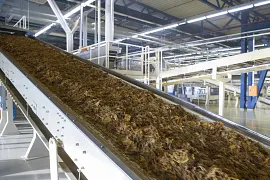 Tobacco processing